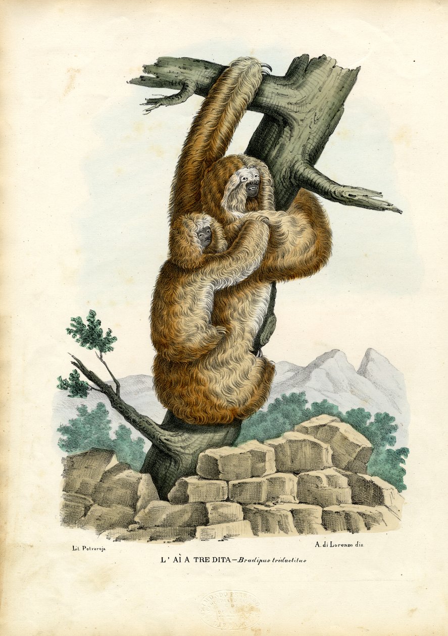 Dreizehenfaultier, 1863-79 von Raimundo Petraroja