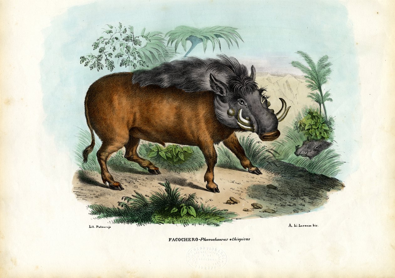 Warzenschwein, 1863-79 von Raimundo Petraroja