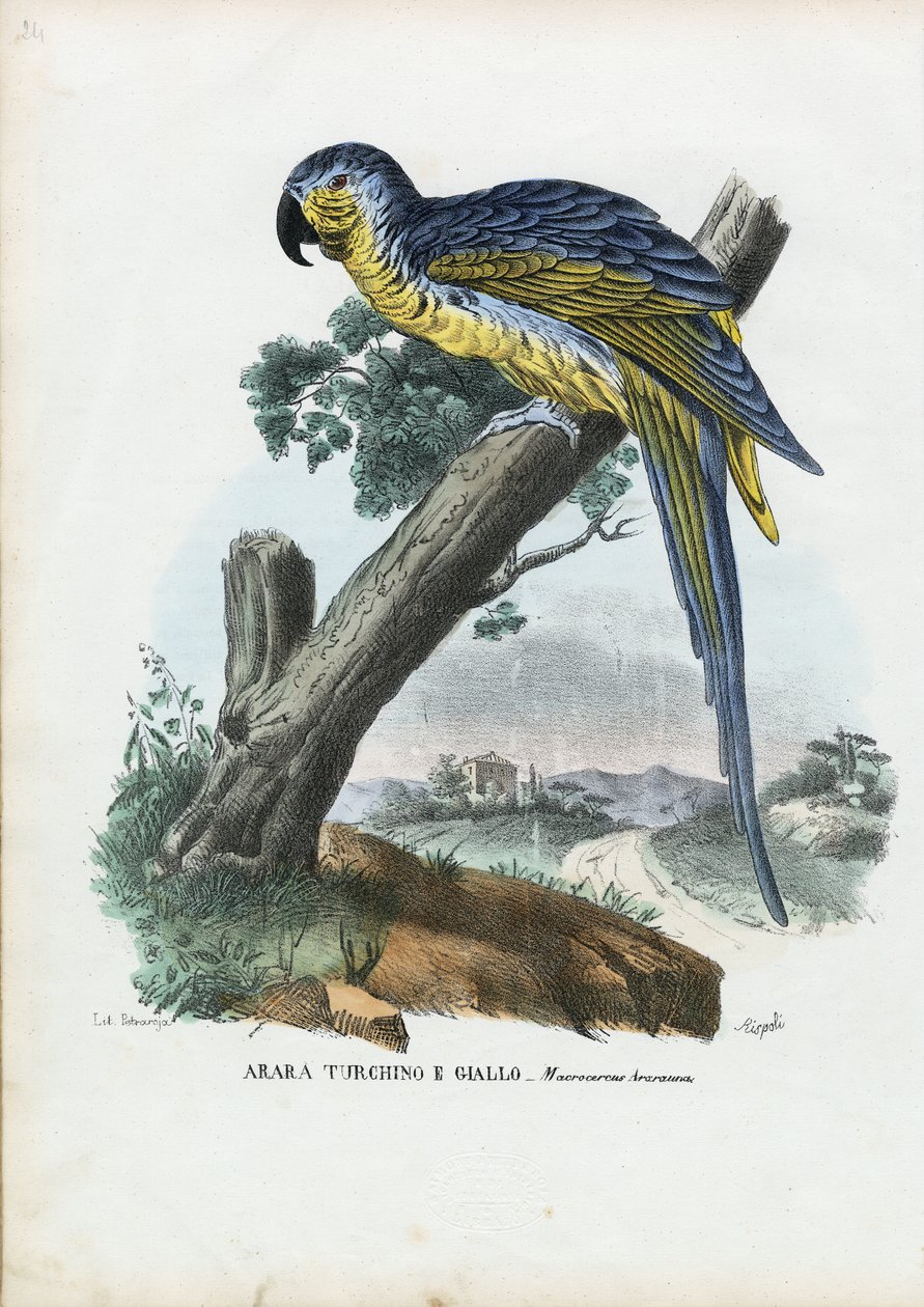 Blau-Gelber Ara, 1863-79 von Raimundo Petraroja