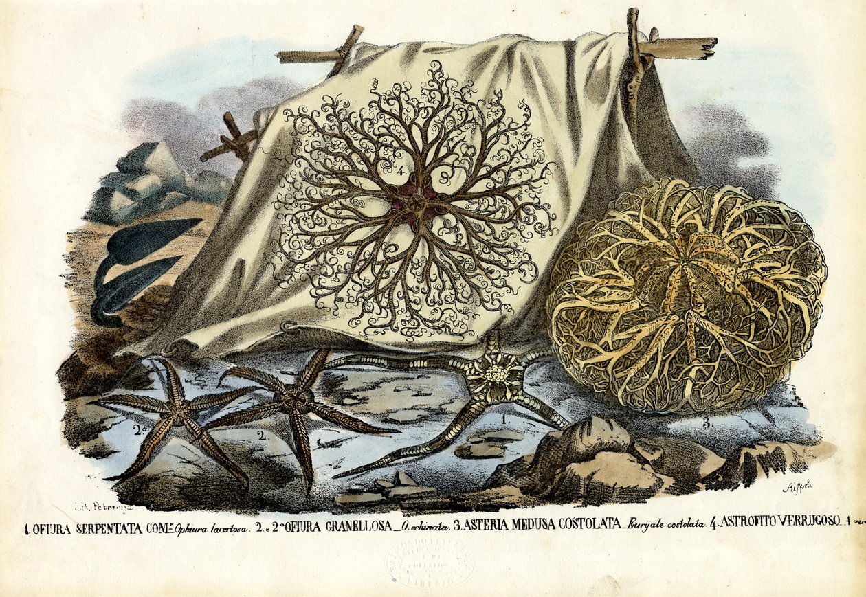 Gorgonenhaupt von Raimundo Petraroja