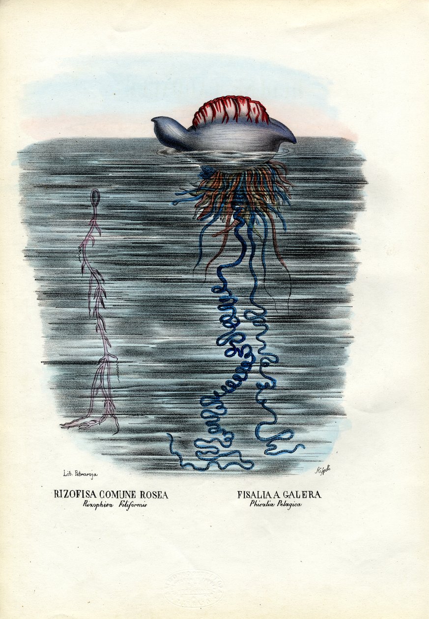 Qualle, 1863-79 von Raimundo Petraroja