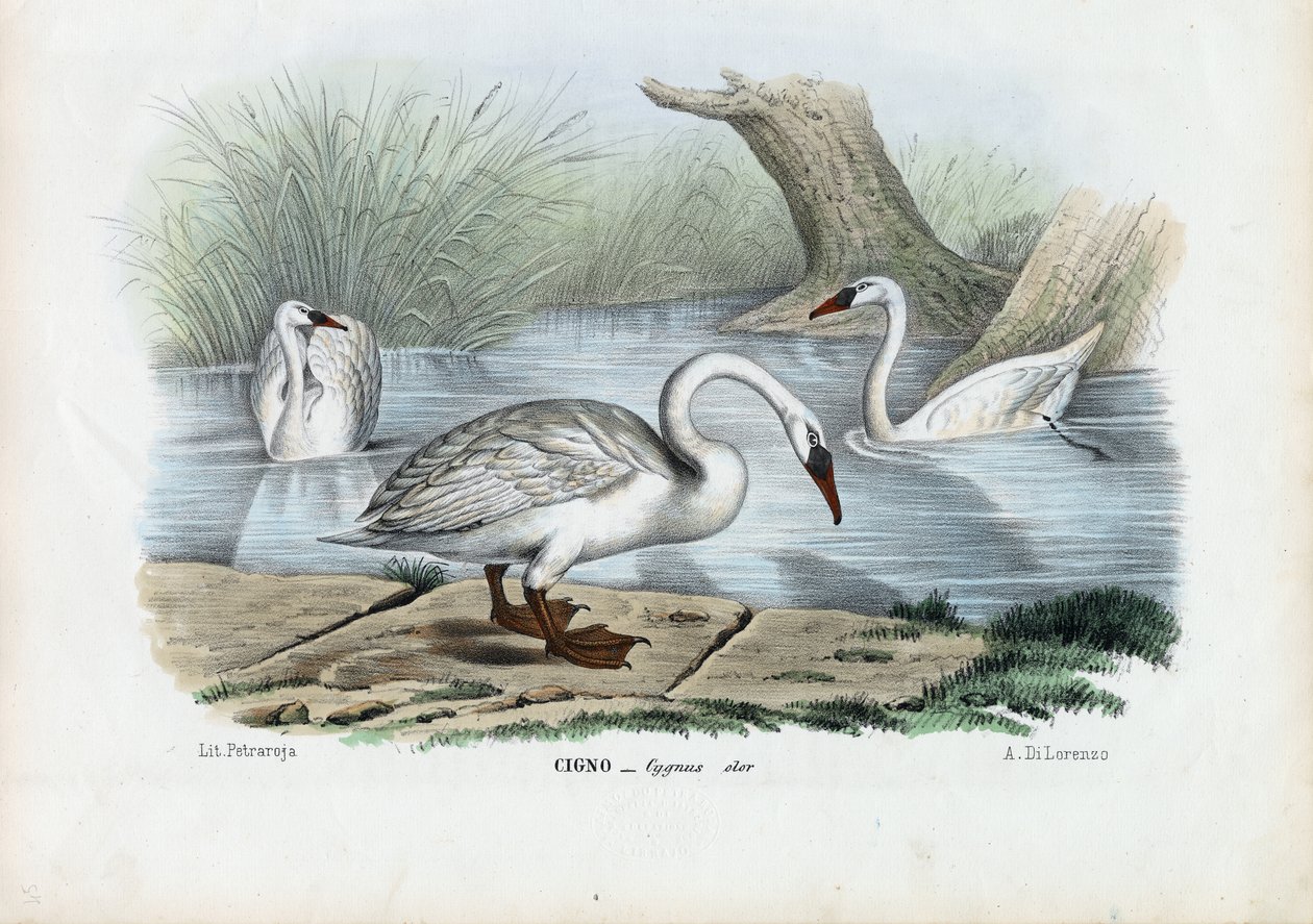Höckerschwan, 1863-79 von Raimundo Petraroja