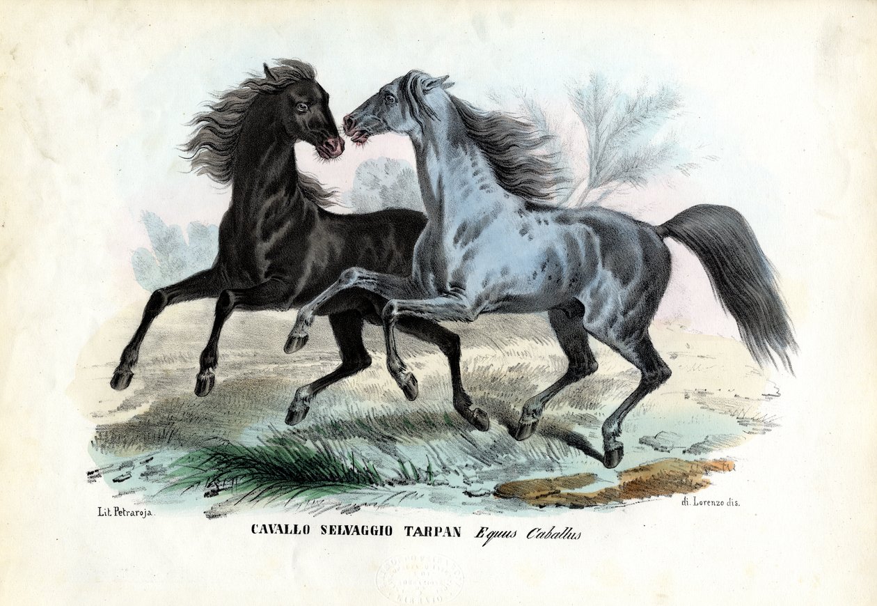 Wilde Pferde von Raimundo Petraroja