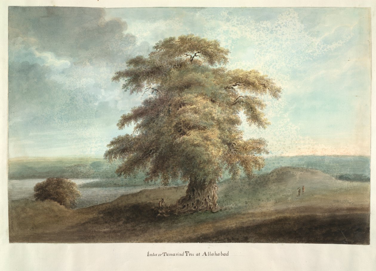 Imlee oder Tamarindenbaum in Allahabad von Ram Sita