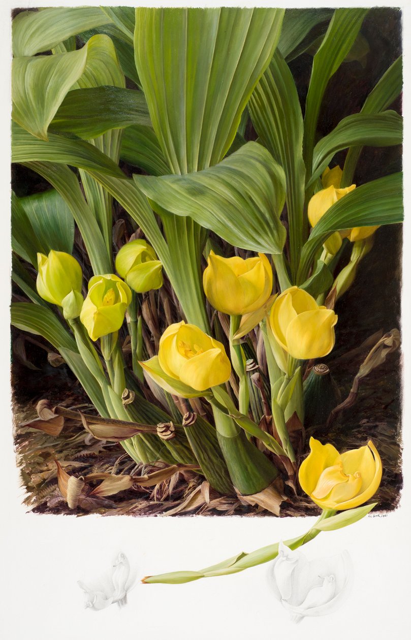 Angula clowsii von Raymond Booth