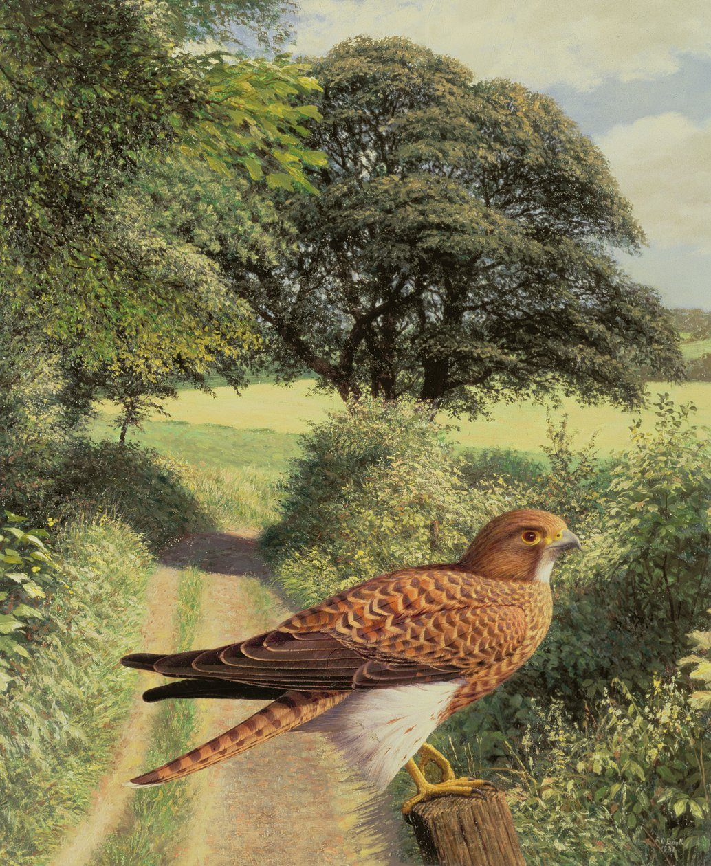 Falke auf einem Torpfosten von Raymond Booth