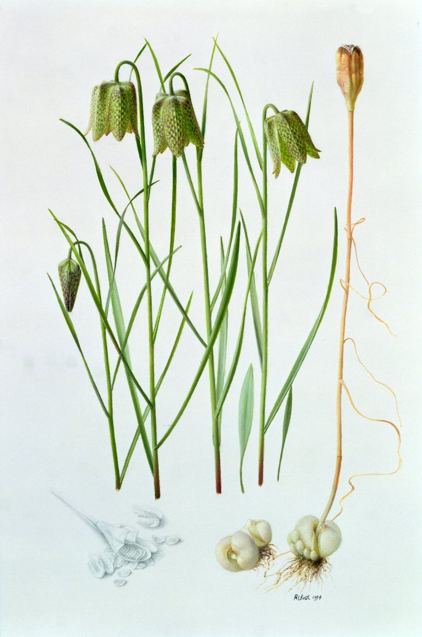 Fritillaria Whittallii von Raymond Booth