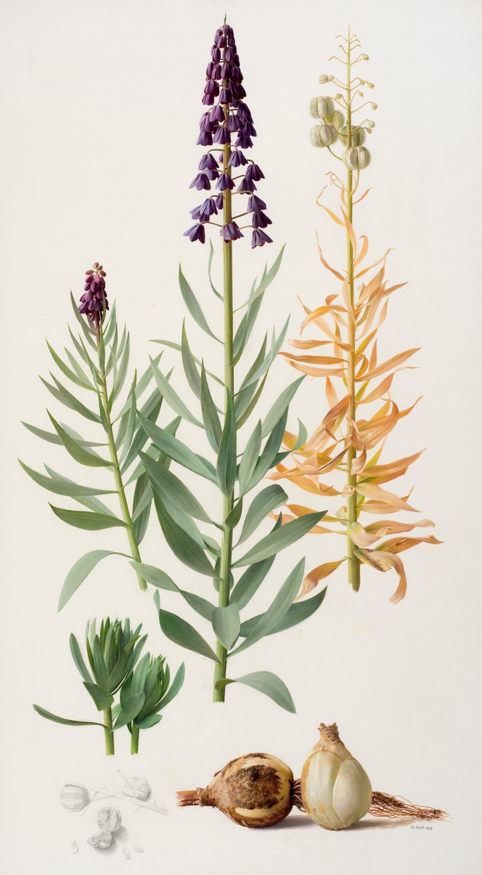 Fritillaria persica von Raymond Booth