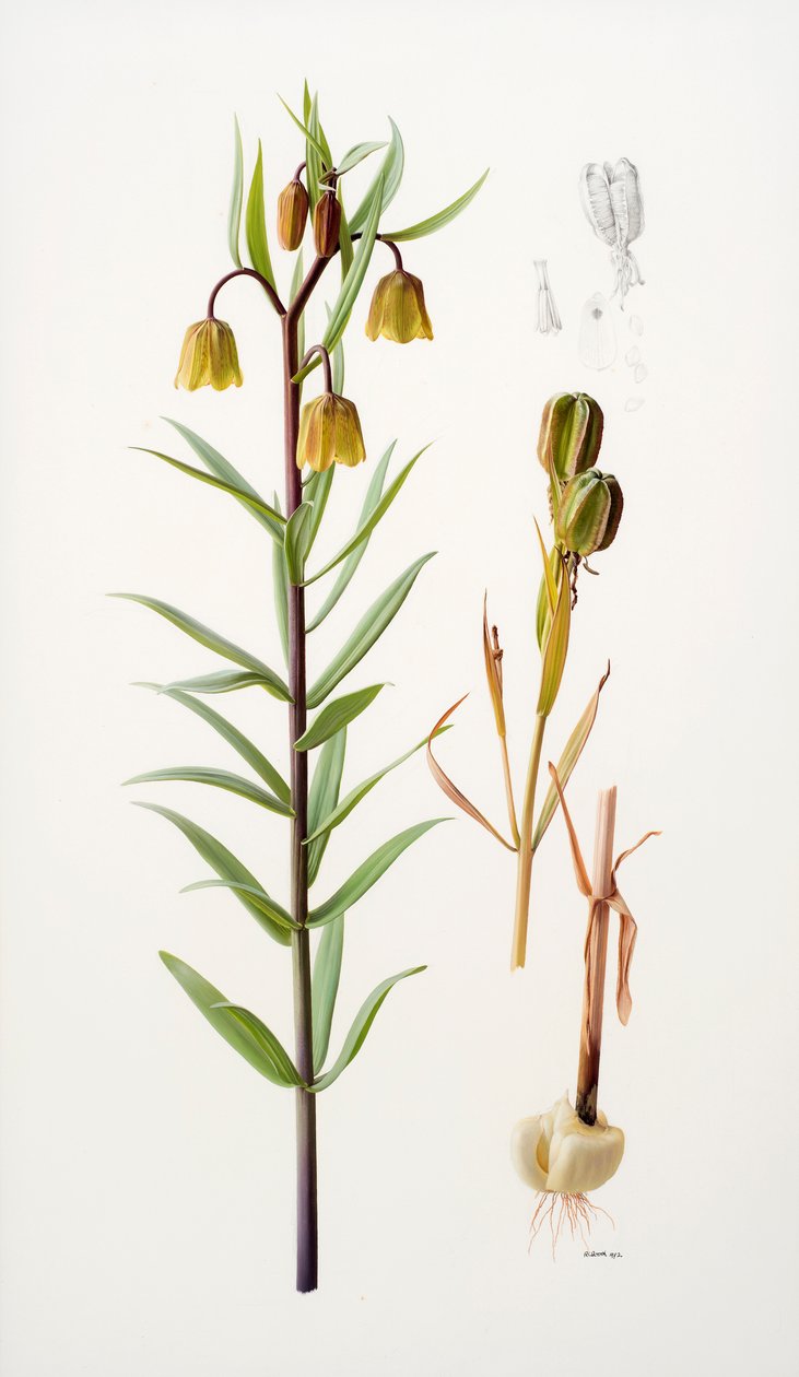 Fritillaria roylei von Raymond Booth