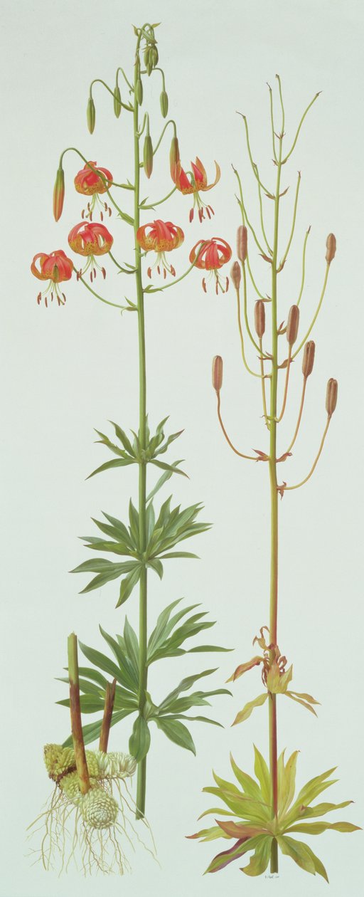 Lilium Pardalinum von Raymond Booth