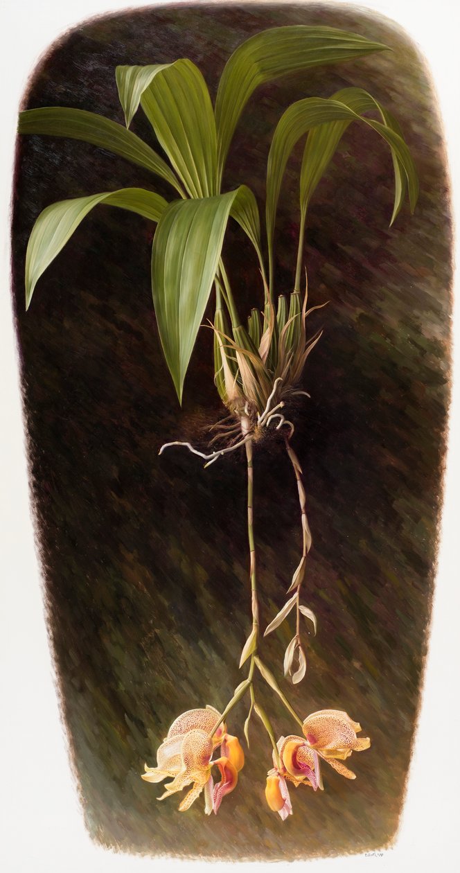 Orchidee von Raymond Booth