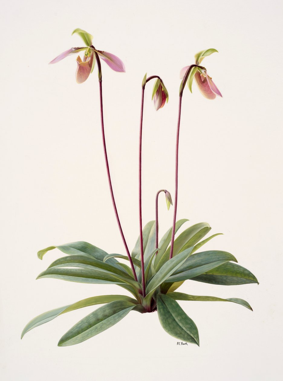 Pophiopedrium appletonianum von Raymond Booth