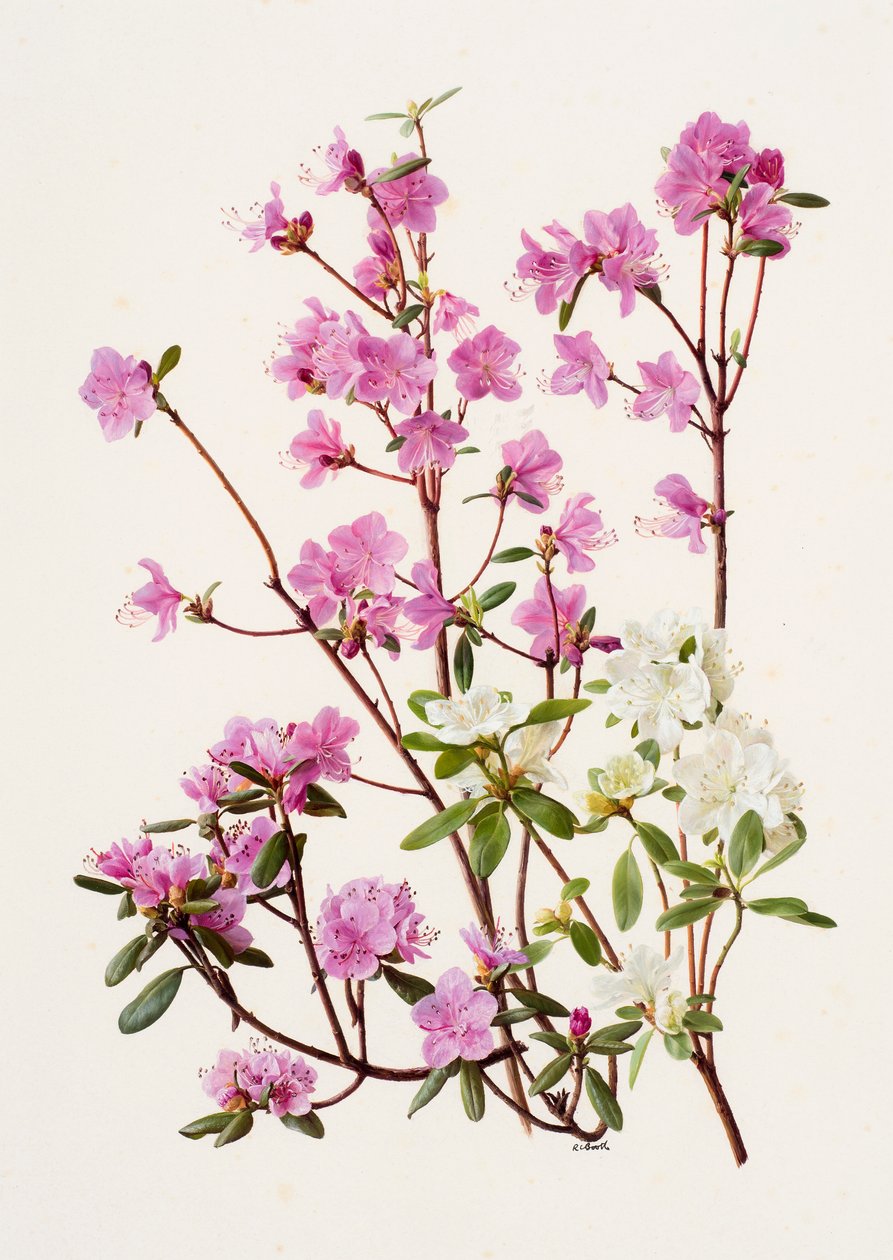 Rhododendron dauricum von Raymond Booth