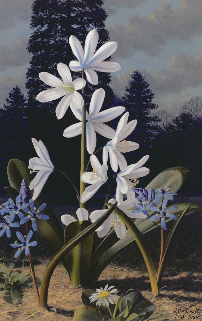 Scillas von Raymond Booth
