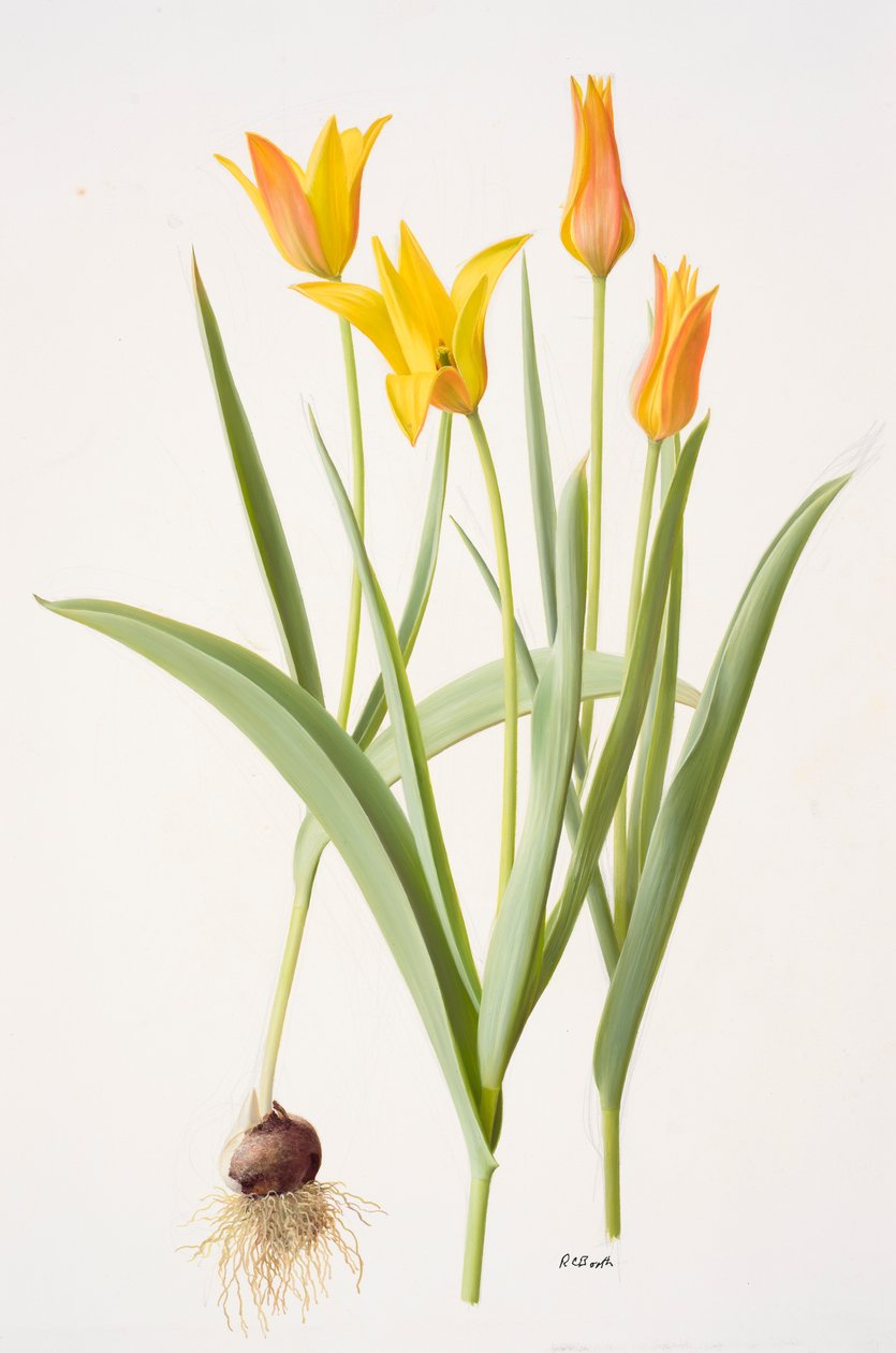 Tulipa ferganica von Raymond Booth