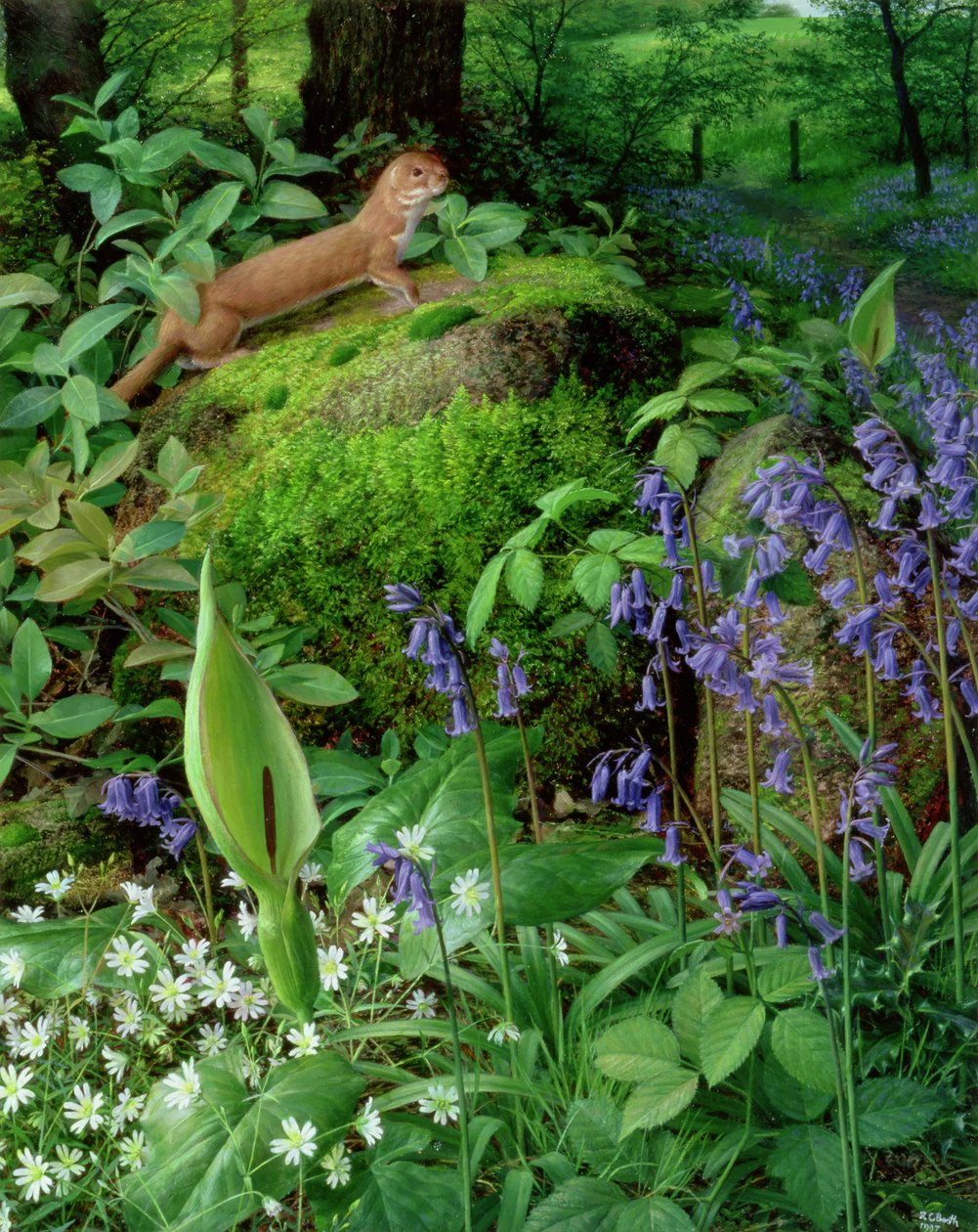 Wiesel mit Frühlingsblumen von Raymond Booth