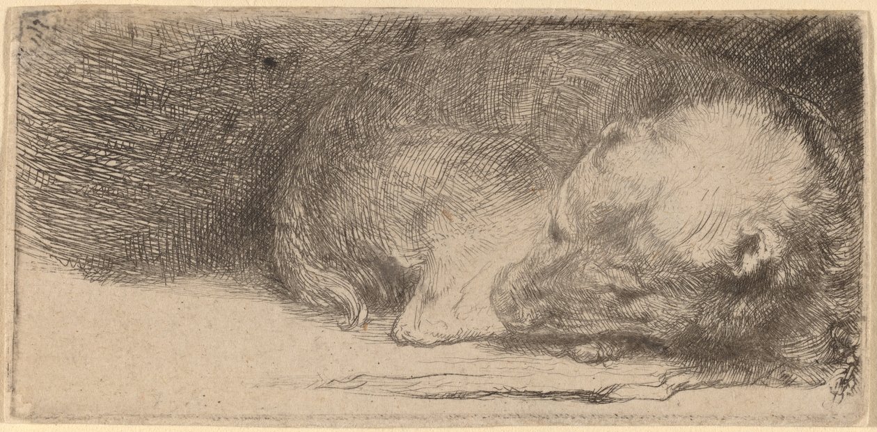Schlafender Welpe von Rembrandt van Rijn