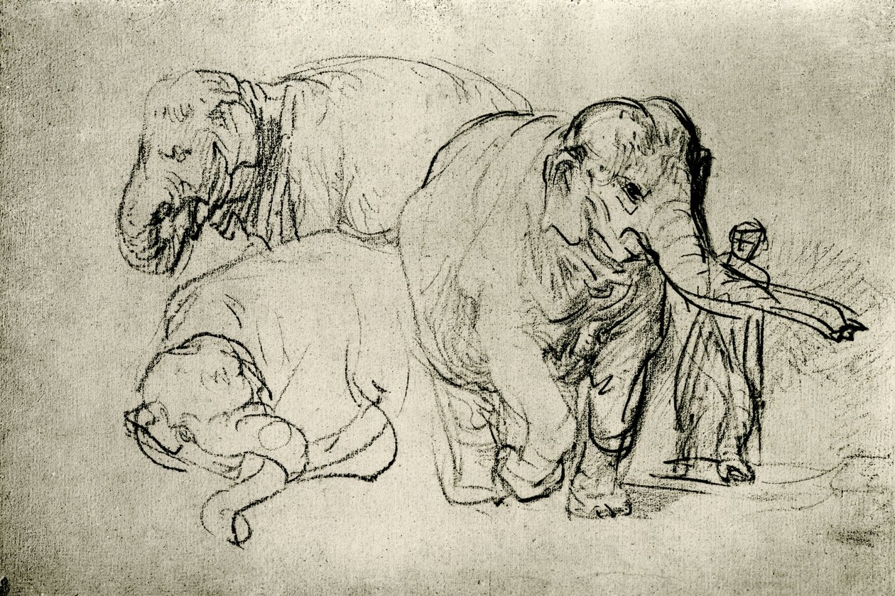 Studie von Elefanten von Rembrandt van Rijn