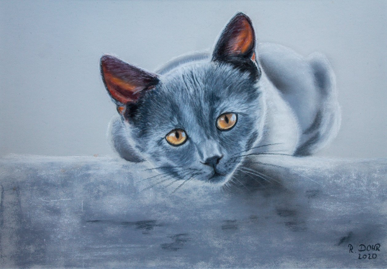 Graue Katze von Renate Dohr