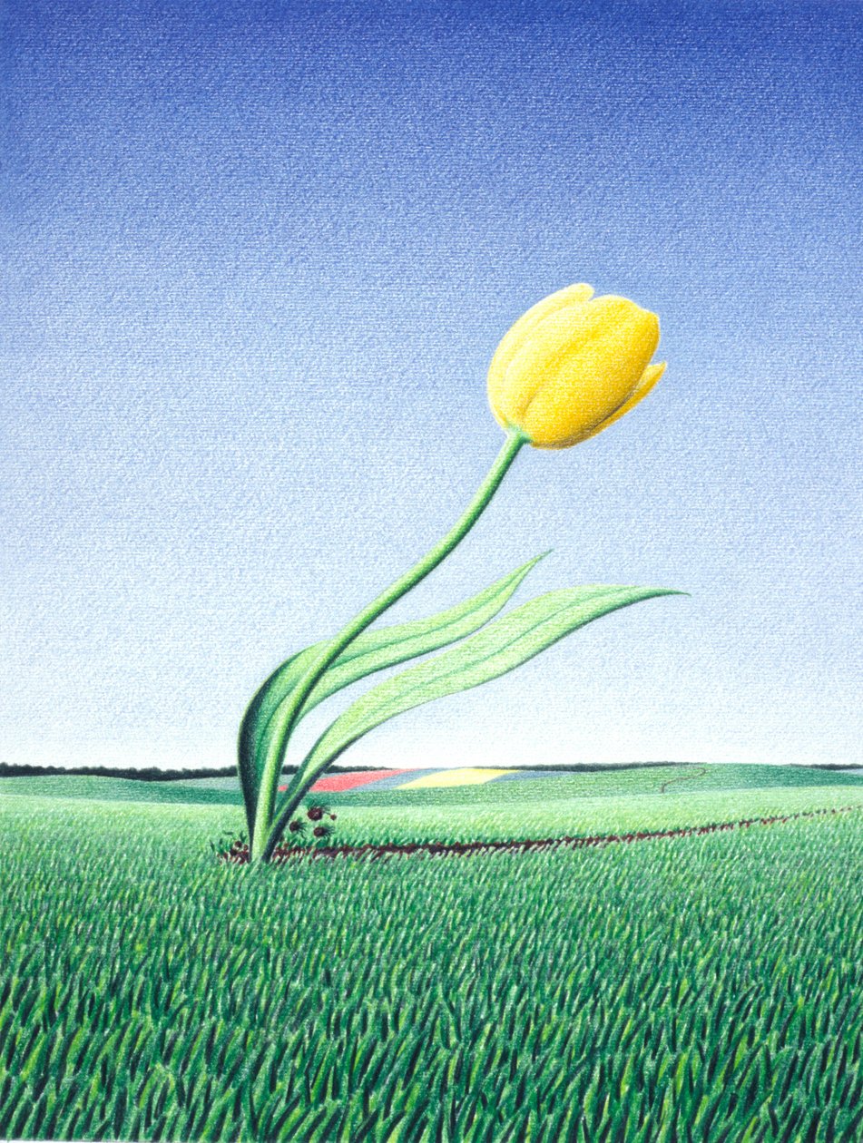 Schnelle Tulpe von Rene Boin