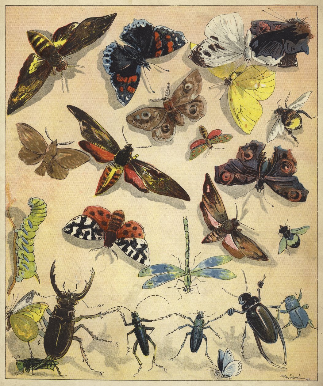 Insekten von Richard Andre