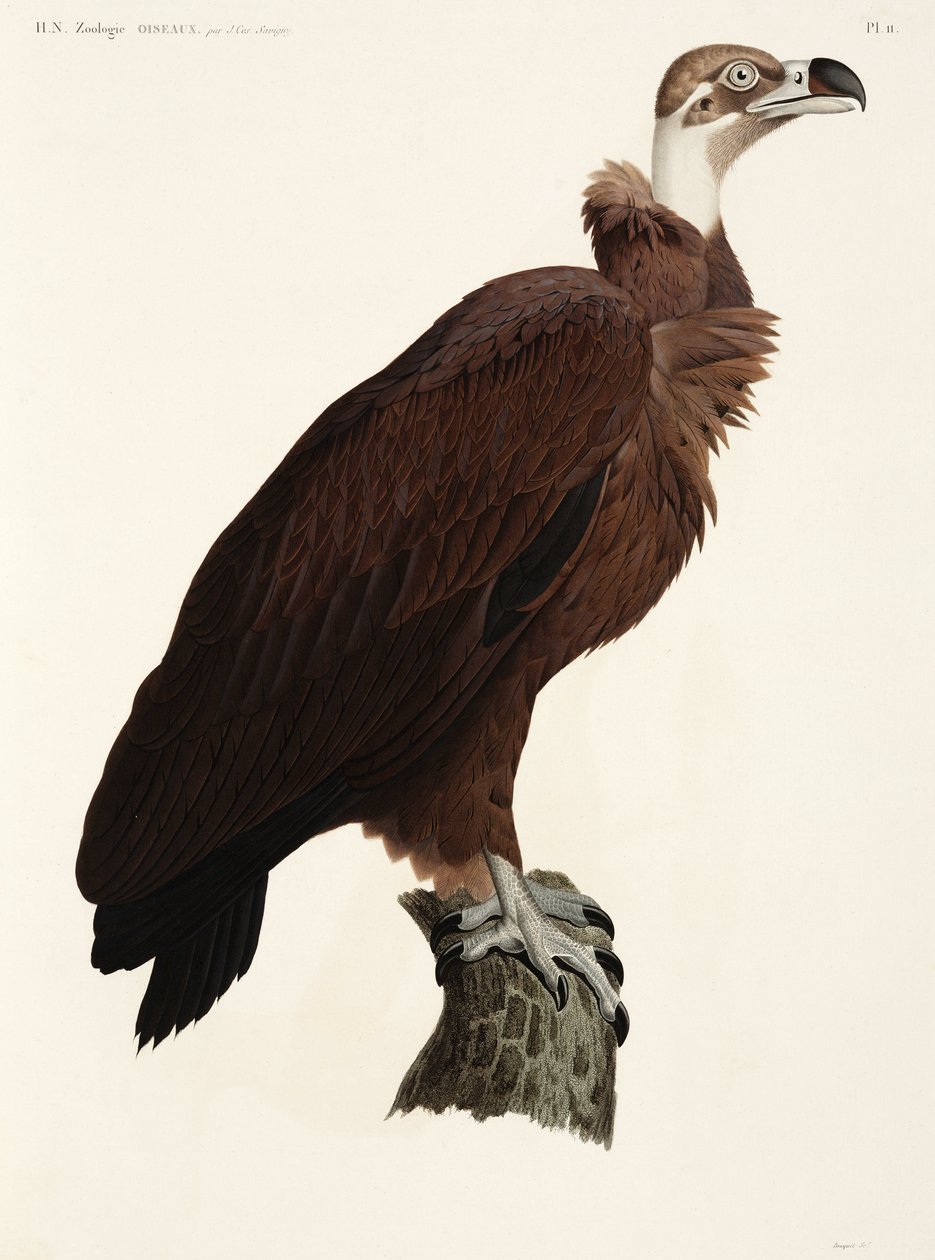 Brauner Geier, Ägypten von John Pardon