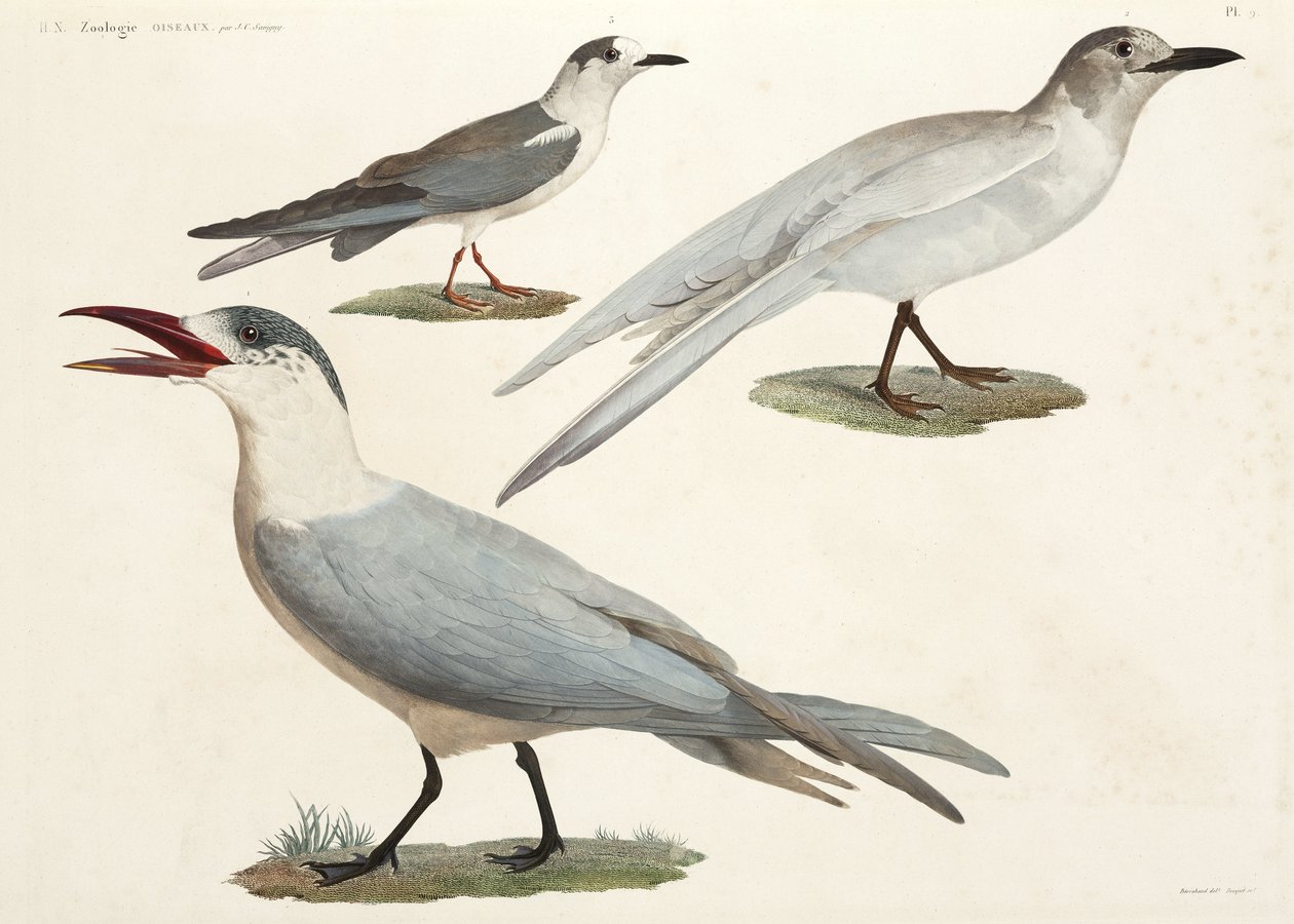 Seeschwalben und Möwen, Ägypten von John Pardon