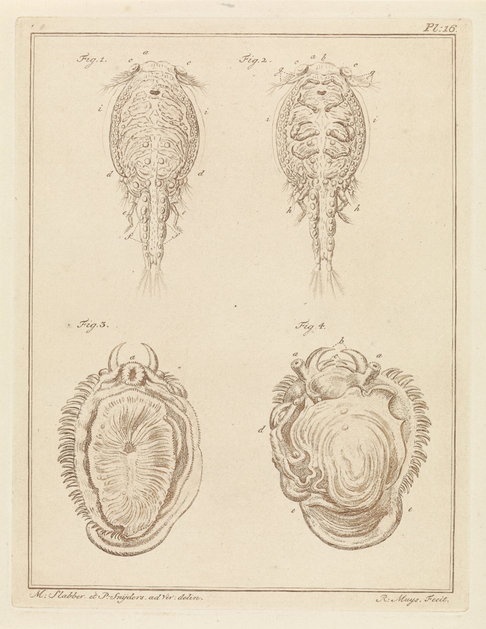 Krebstier und Weichtier von Robbert Muys