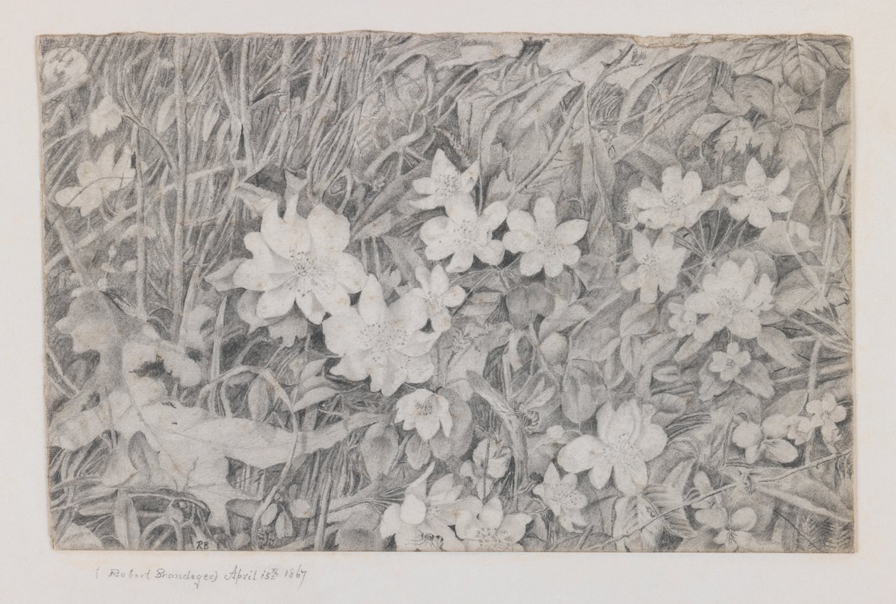 Anemonen, 15. April 1867 von Robert B. Brandegee