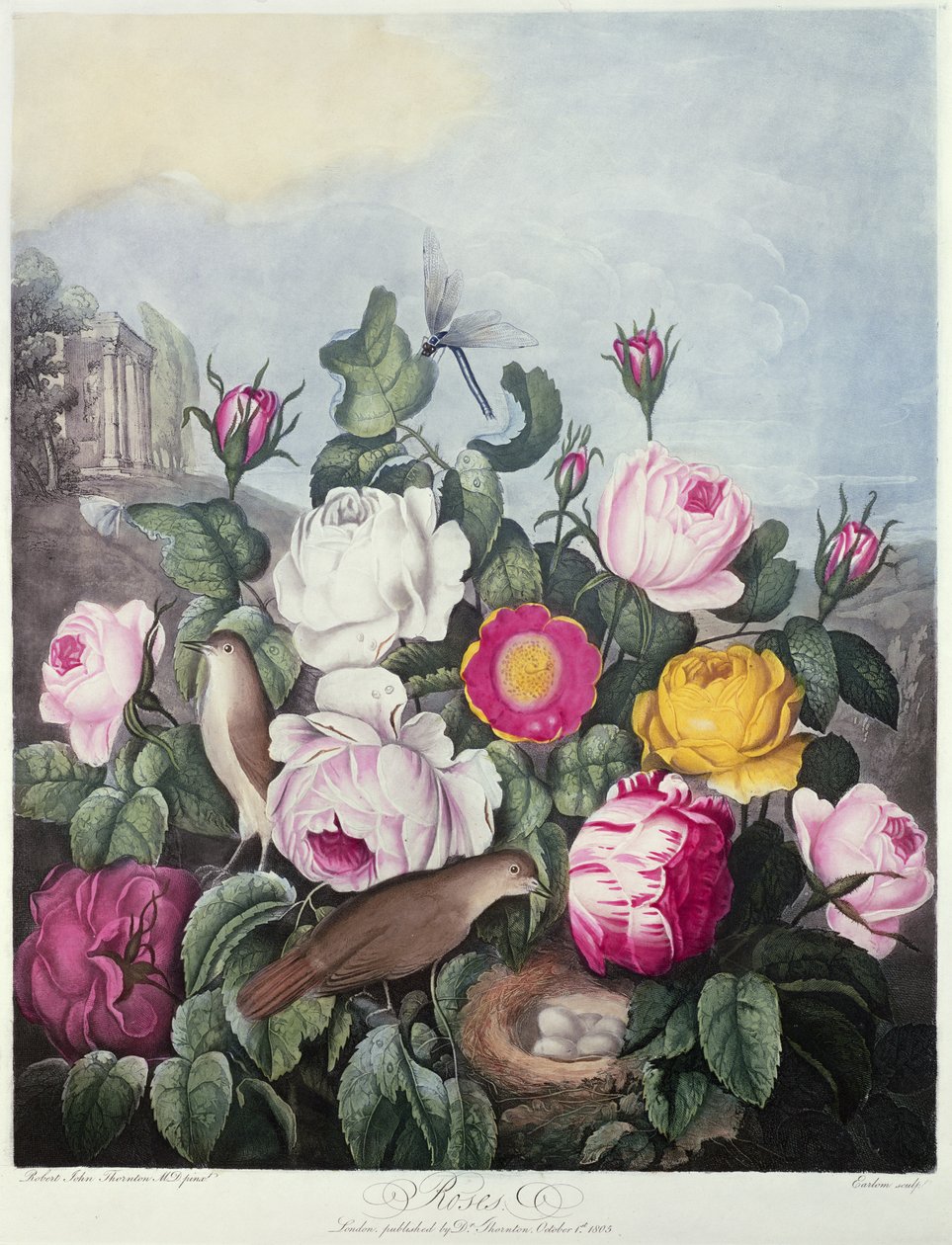 Rosen, graviert von Earlom, aus 
