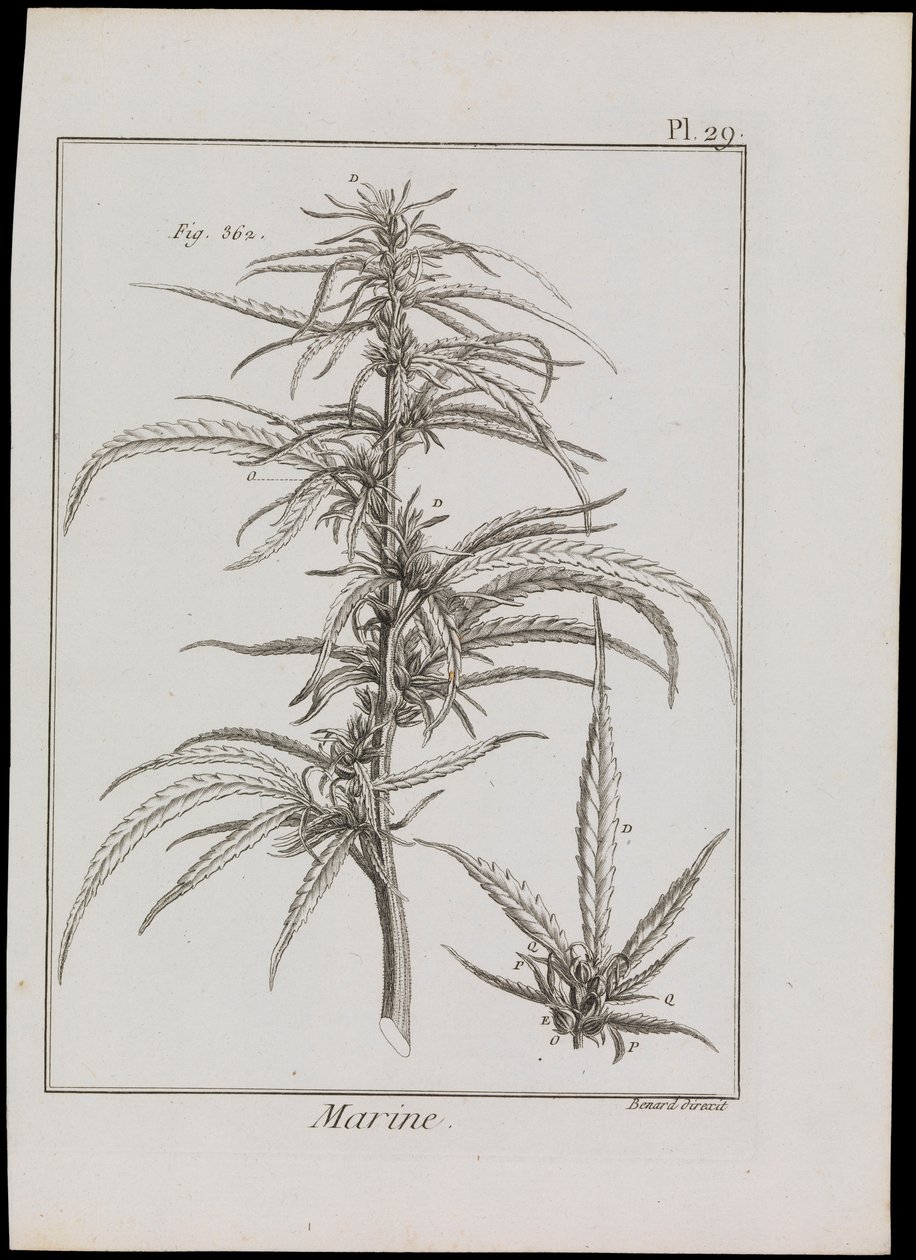 Marineschema von Blumen, ca. 1810 von Robert Benard