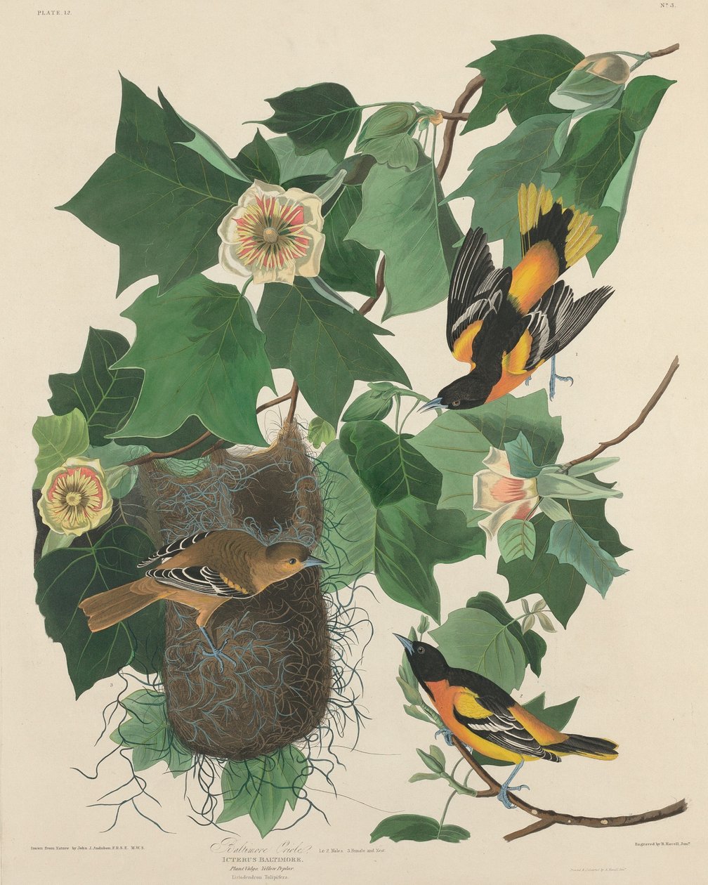 Baltimoretrupial von Robert Havell
