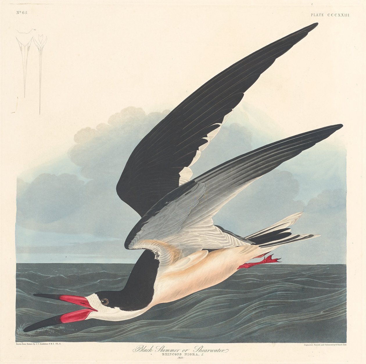 Schwarzer Skimmer, 1836 von Robert Havell