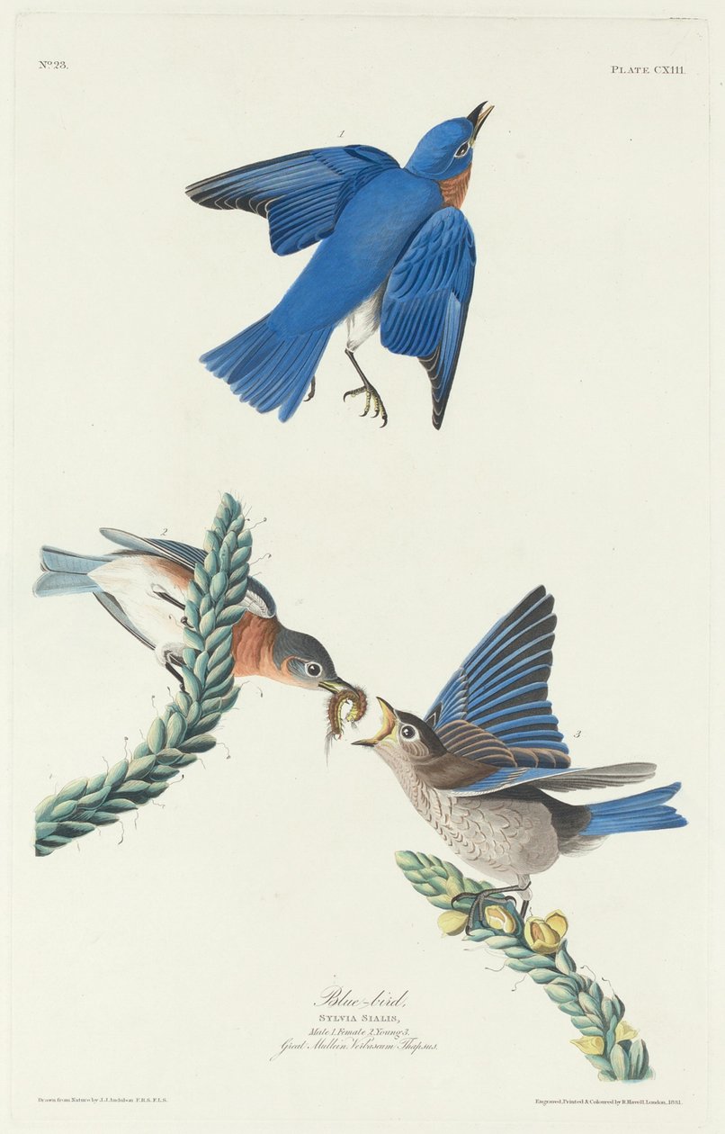 Blaukehlchen, 1831 von Robert Havell