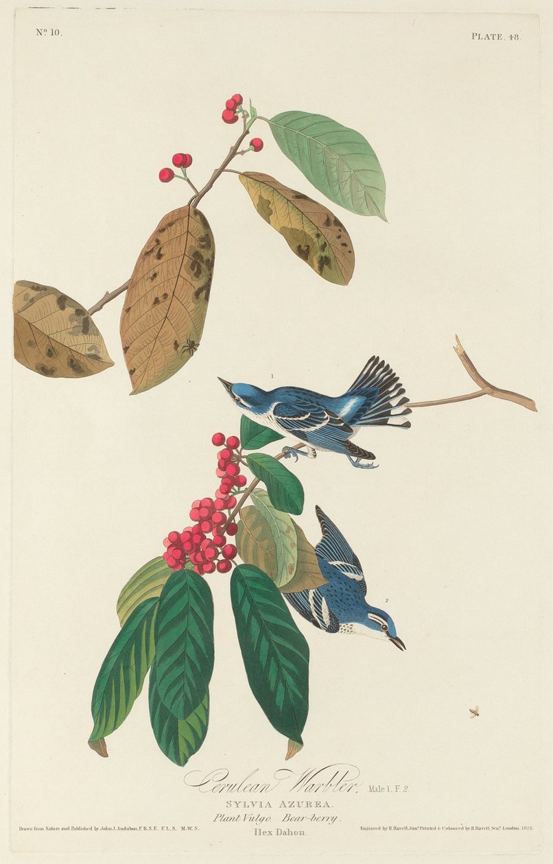 Cerulean-Waldsänger, 1828 von Robert Havell