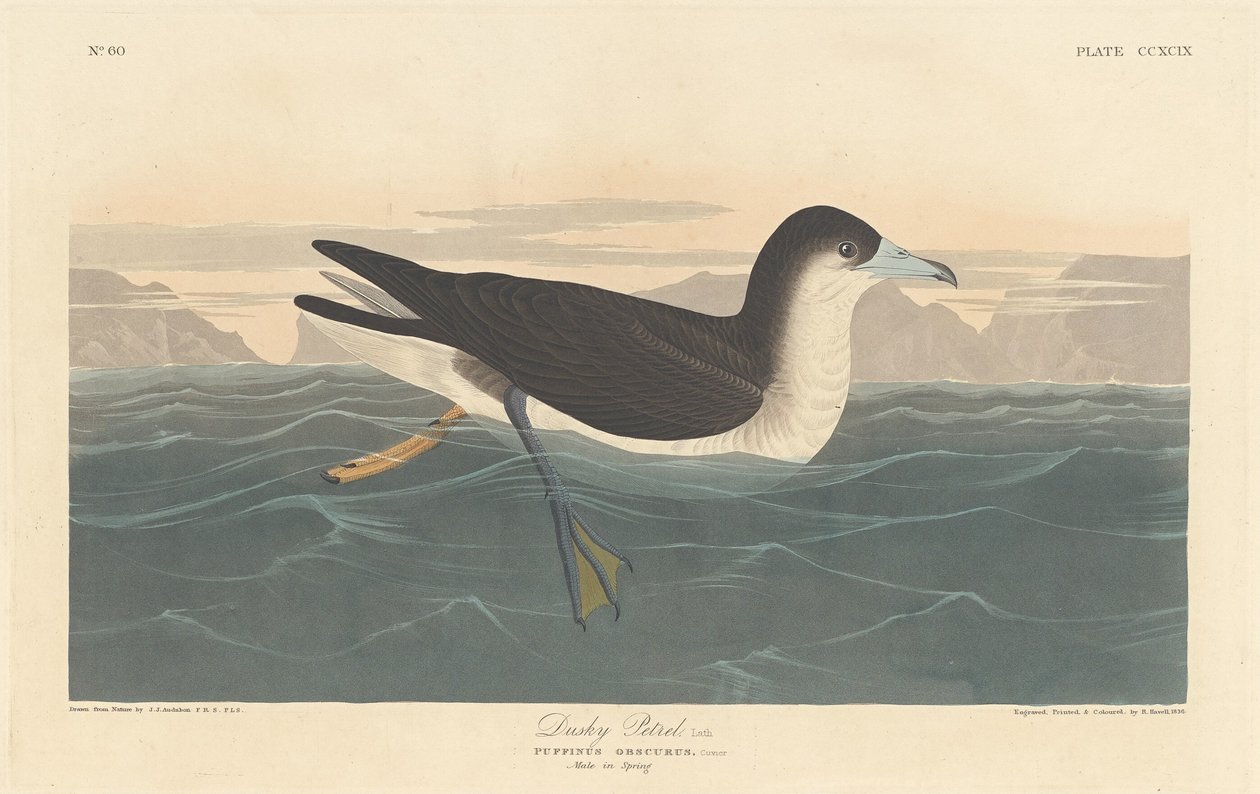 Dunkler Sturmtaucher, 1836 von Robert Havell