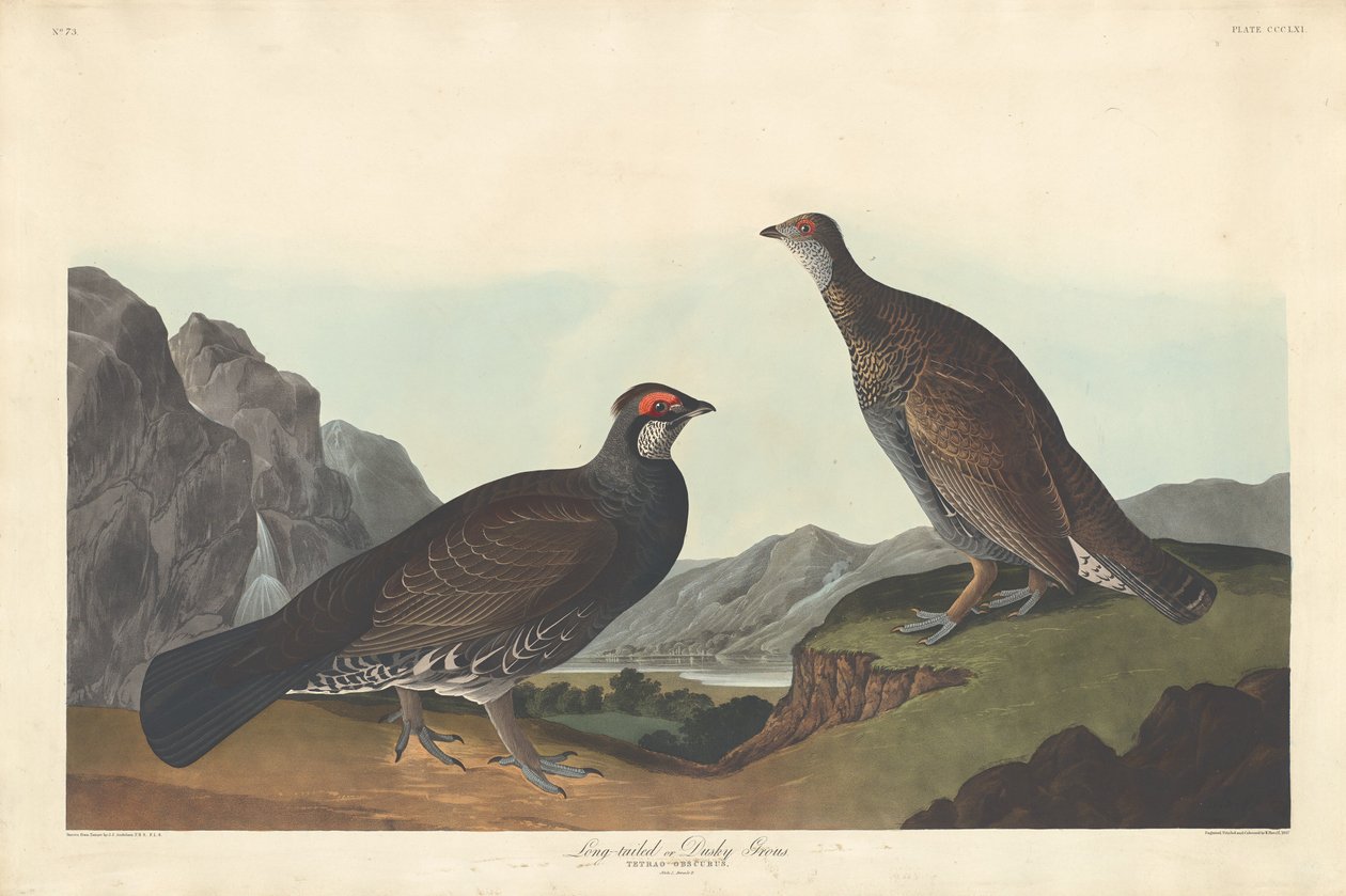 Langschwanz- oder Dunkelgrouse von Robert Havell