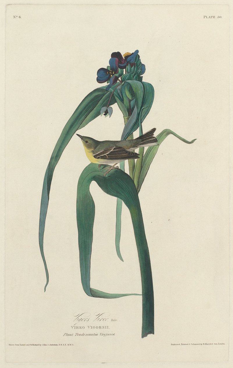 Vigors Vireo von Robert Havell