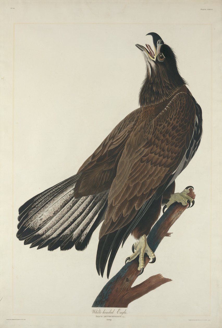 Weißkopfseeadler von Robert Havell