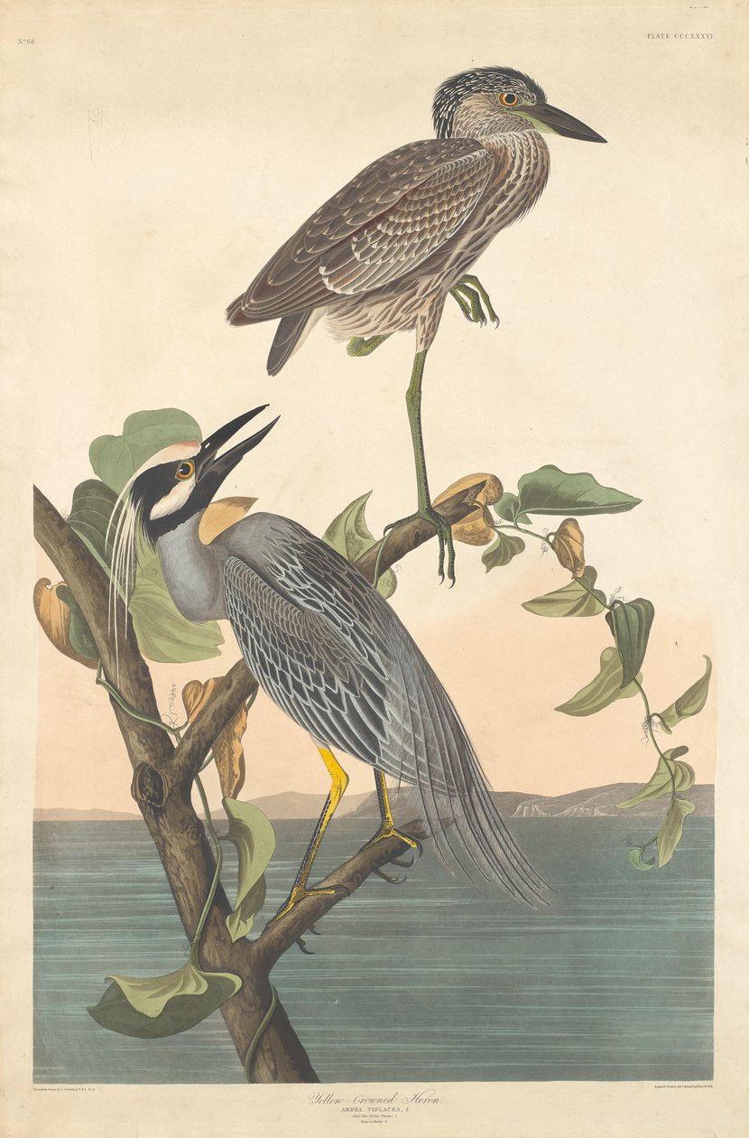 Gelbkrone Nachtreiher, 1836 von Robert Havell