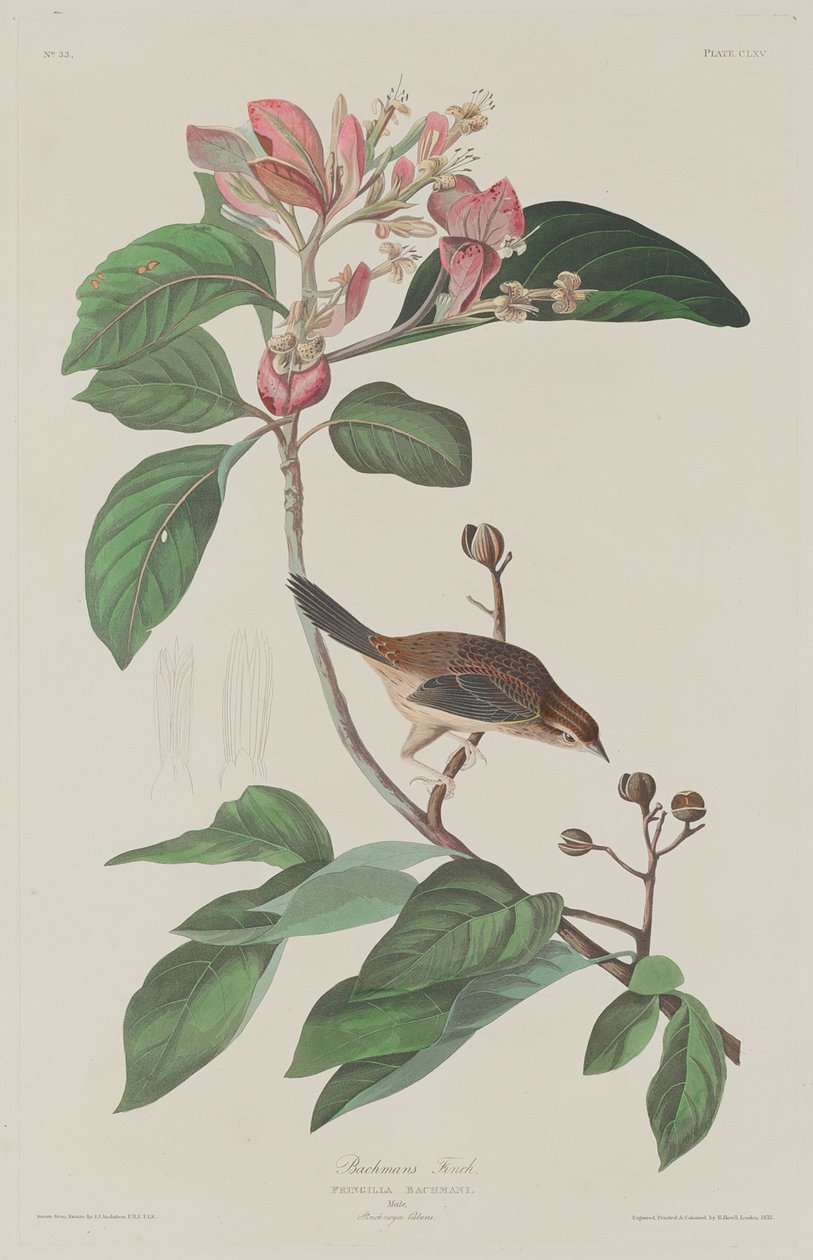 Bachmans Fink von Robert Havell after John James Audubon