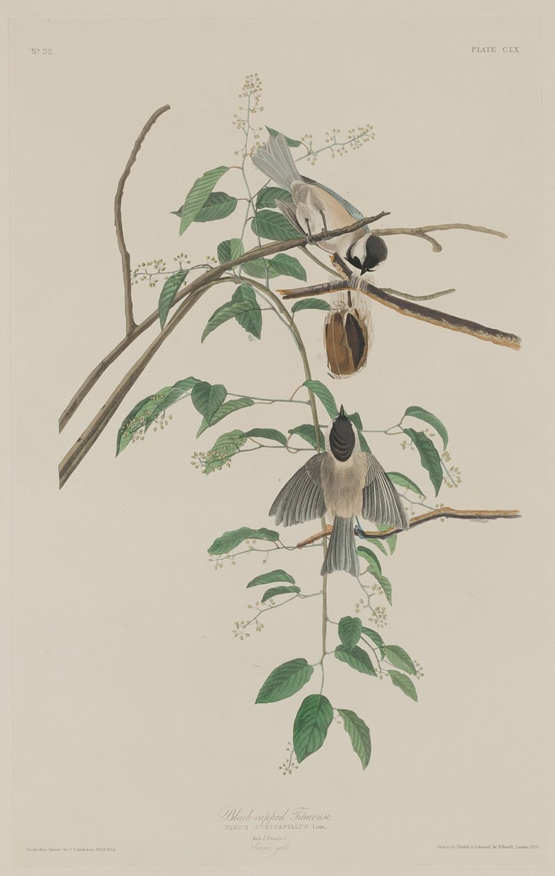 Schwarzmeise von Robert Havell after John James Audubon