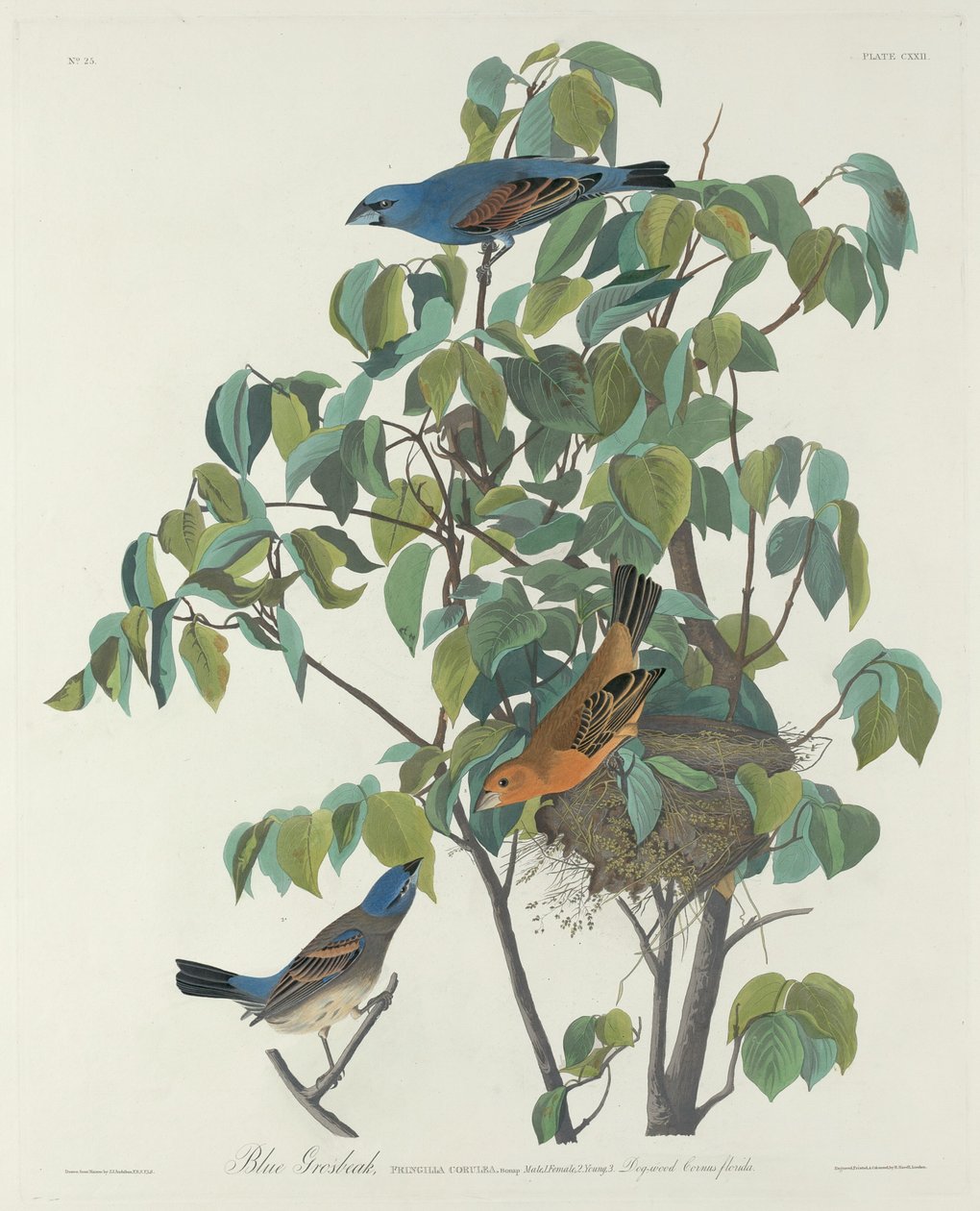 Blauammer von Robert Havell after John James Audubon
