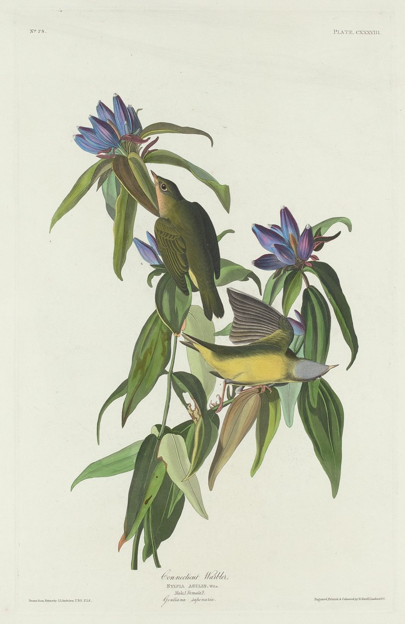 Connecticut-Waldsänger von Robert Havell after John James Audubon