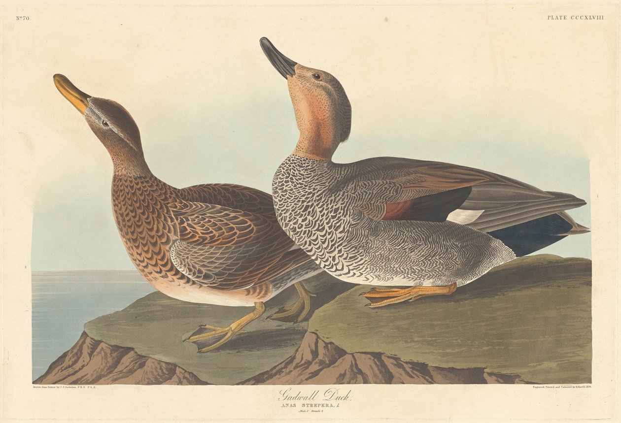 Schnatterente von Robert Havell after John James Audubon