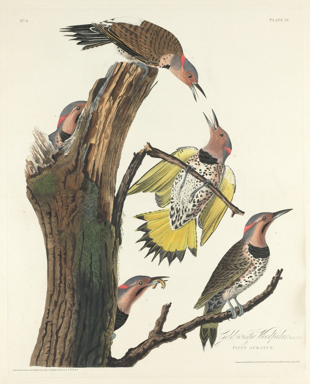 Goldflügeliger Specht von Robert Havell after John James Audubon