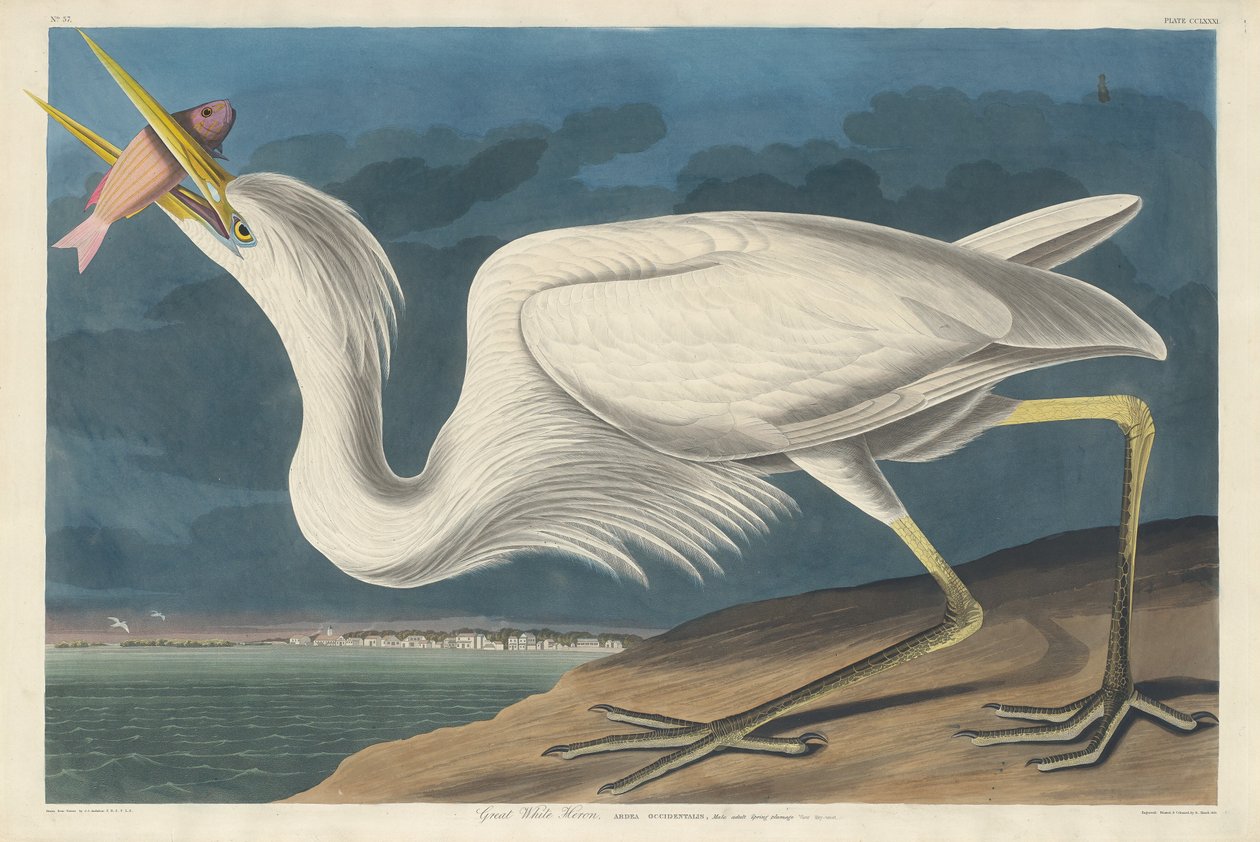 Großer Weißer Reiher von Robert Havell after John James Audubon