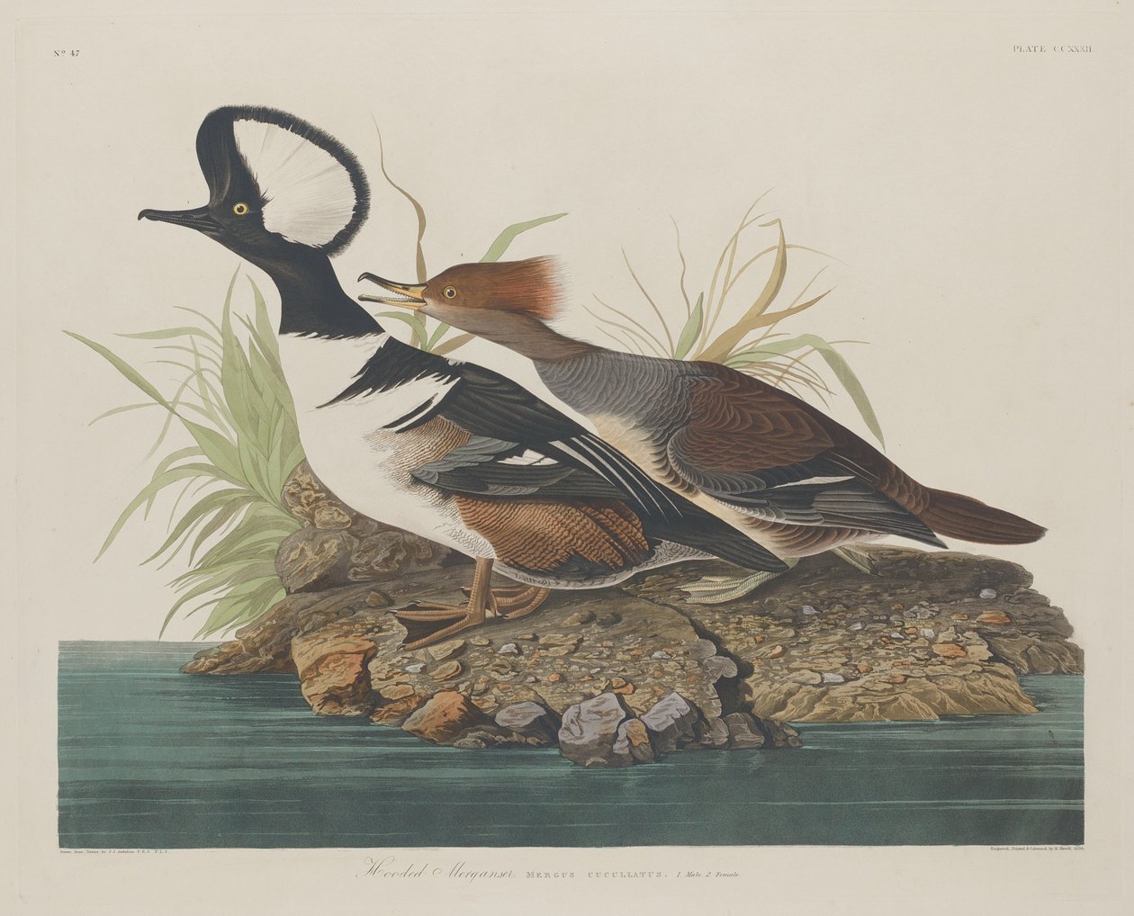 Kappensäger von Robert Havell after John James Audubon