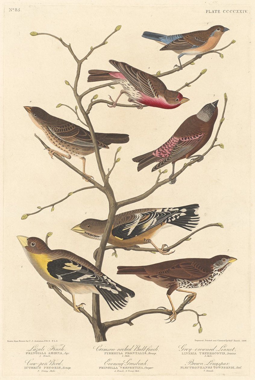 Lazuli Fink von Robert Havell after John James Audubon