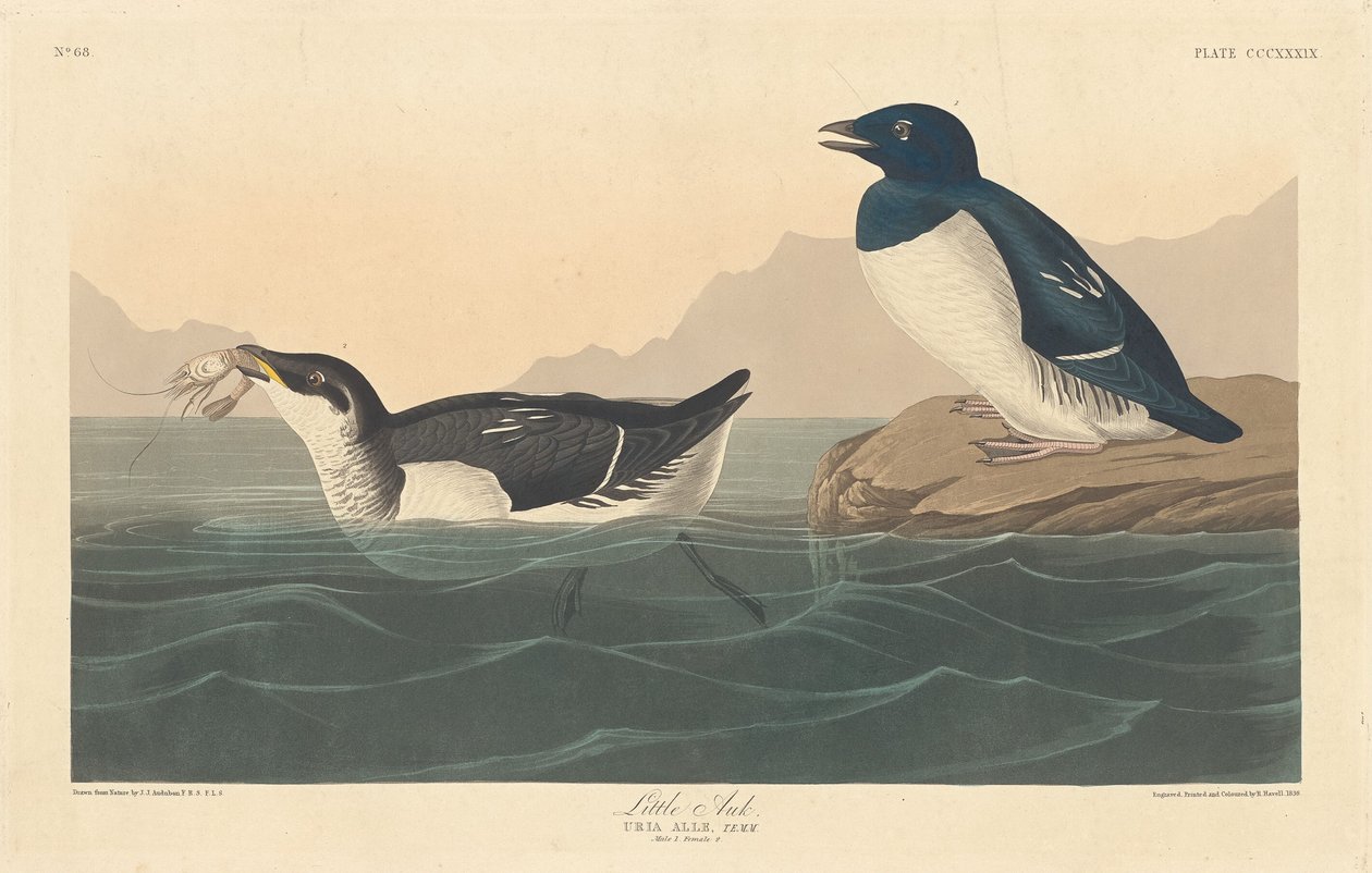 Krabbentaucher von Robert Havell after John James Audubon